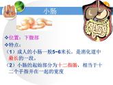 济南版七下生物 1.2消化和吸收 课件