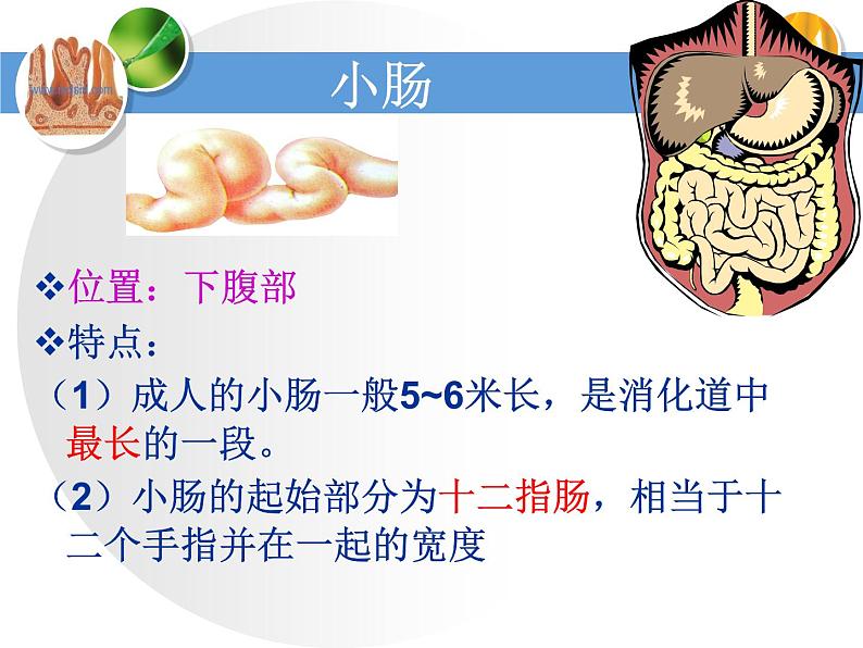 济南版七下生物 1.2消化和吸收 课件第5页