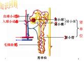 济南版七下生物 4.1尿液的形成和排出 课件