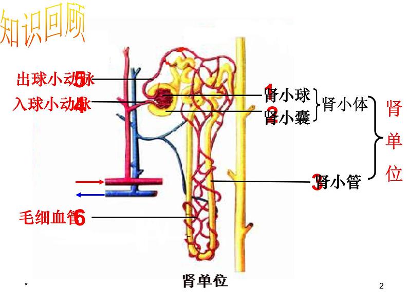 济南版七下生物 4.1尿液的形成和排出 课件02