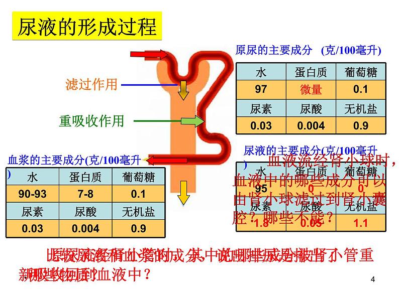 济南版七下生物 4.1尿液的形成和排出 课件04