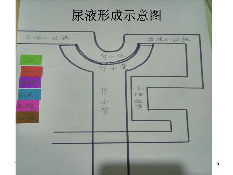 济南版七下生物 4.1尿液的形成和排出 课件05