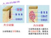 济南版七下生物 5.1人体的激素调节 课件