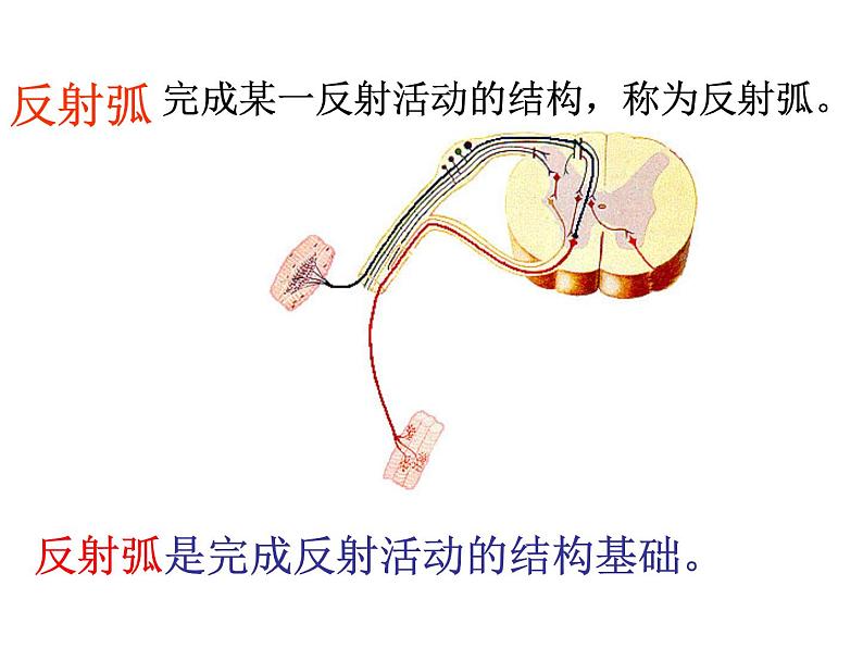 济南版七下生物 5.3神经调节的基本方式  课件第8页