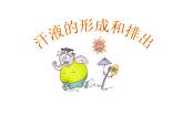 济南版七下生物 4.2汗液的形成和排出 课件
