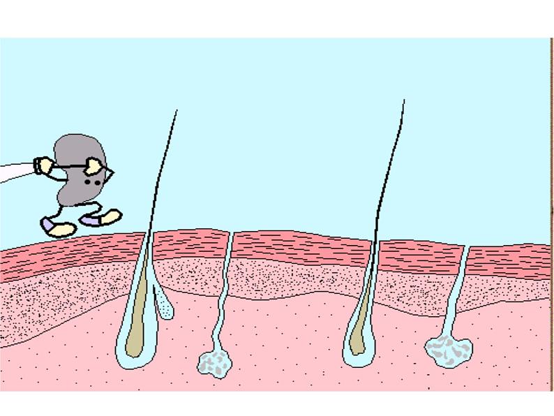 济南版七下生物 4.2汗液的形成和排出 课件05