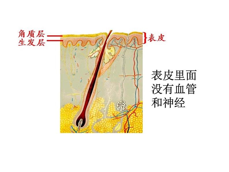 济南版七下生物 4.2汗液的形成和排出 课件07