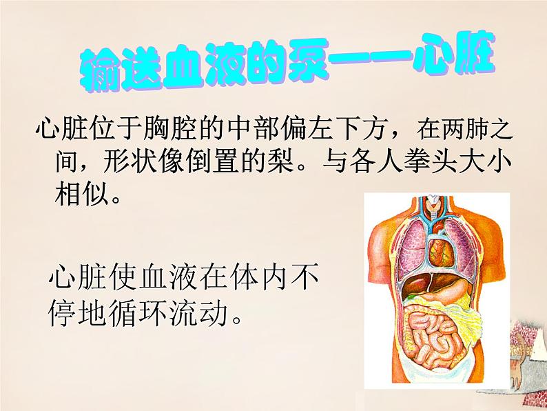 济南版七下生物 3.2物质运输的器官 课件03