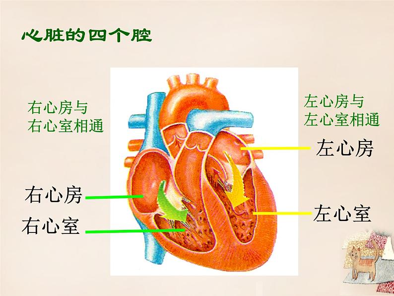 济南版七下生物 3.2物质运输的器官 课件04