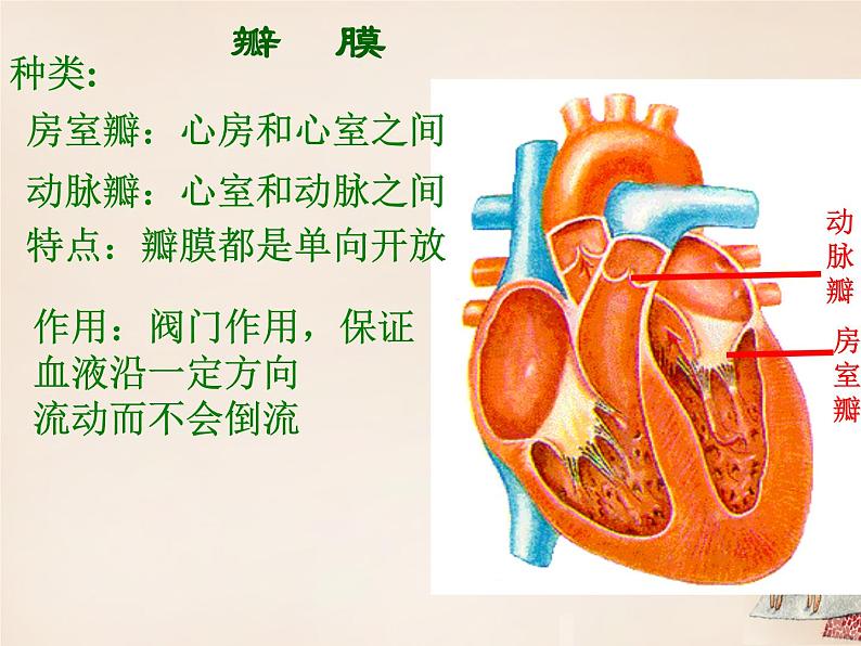 济南版七下生物 3.2物质运输的器官 课件06