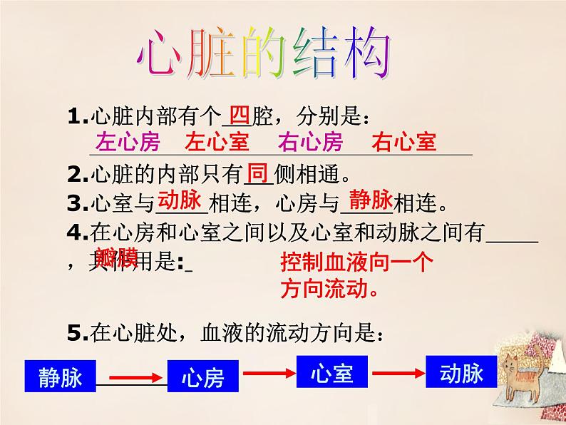 济南版七下生物 3.2物质运输的器官 课件07