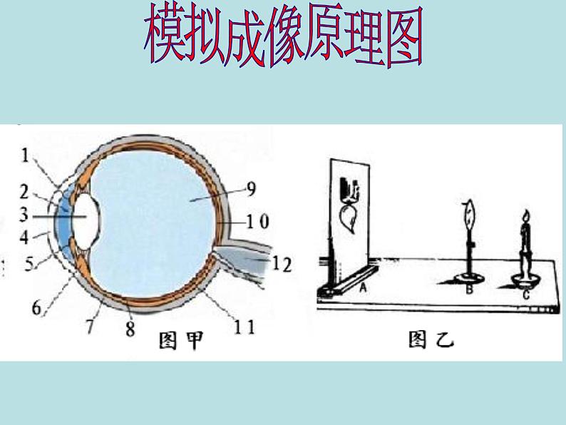 济南版七下生物 5.4人体对周围世界的感知 课件第6页