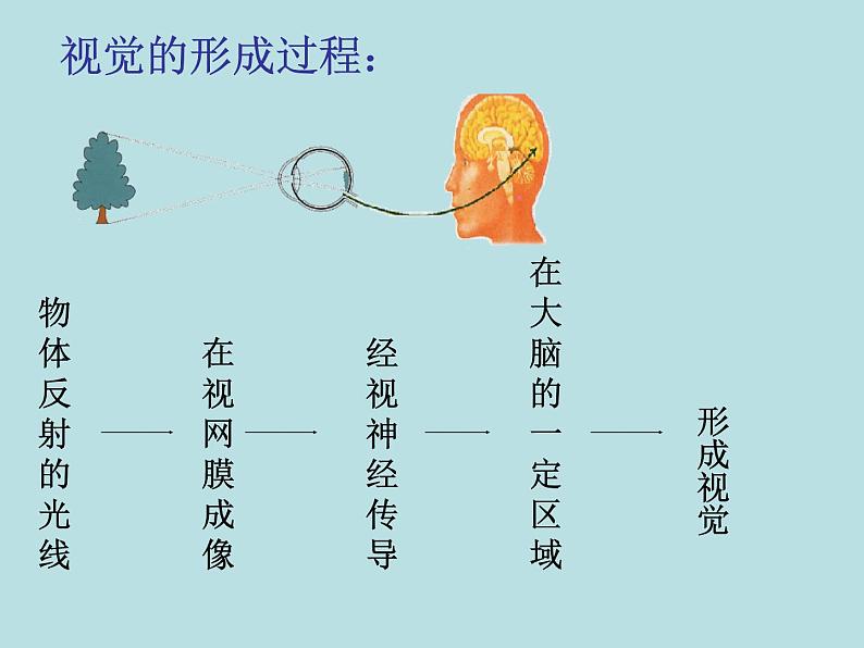 济南版七下生物 5.4人体对周围世界的感知 课件第7页