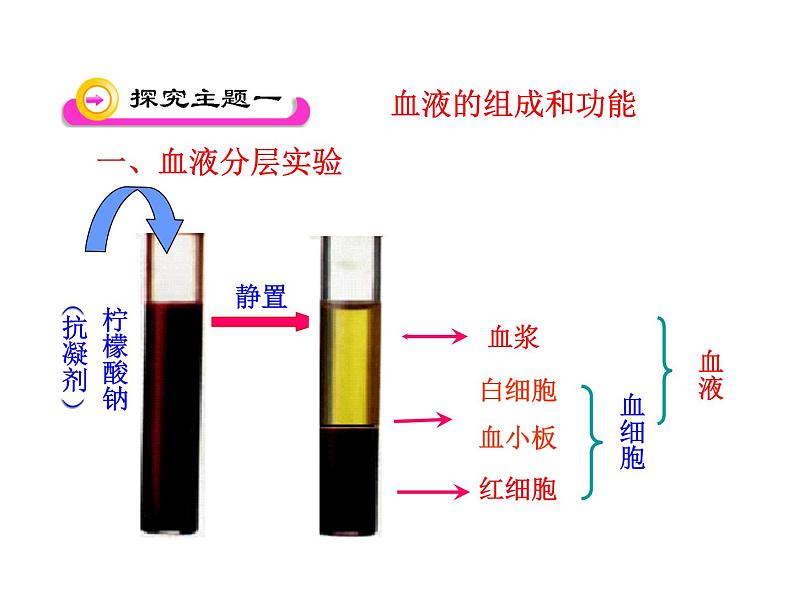 济南版七下生物 3.1物质运输的载体 课件05