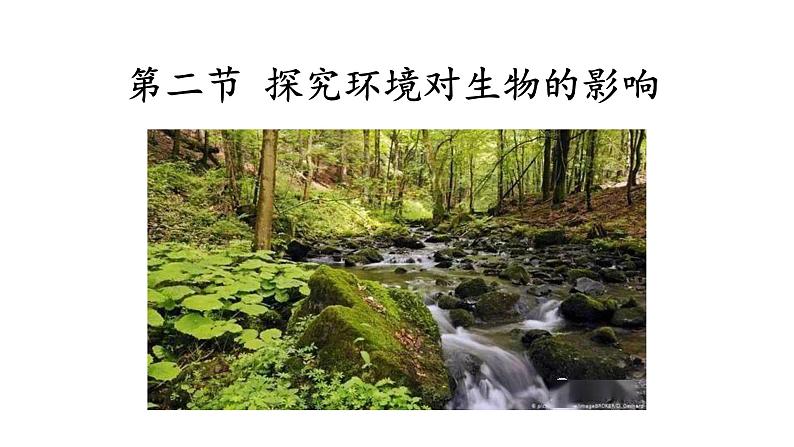 人教版生物七年级下册《第二节 探究环境污染对生物的影响》课件+习题01