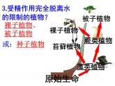 济南版八下生物  5.1.3生物进化的历程  课件