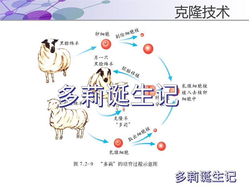 济南版八下生物  7.2.2克隆技术 课件07