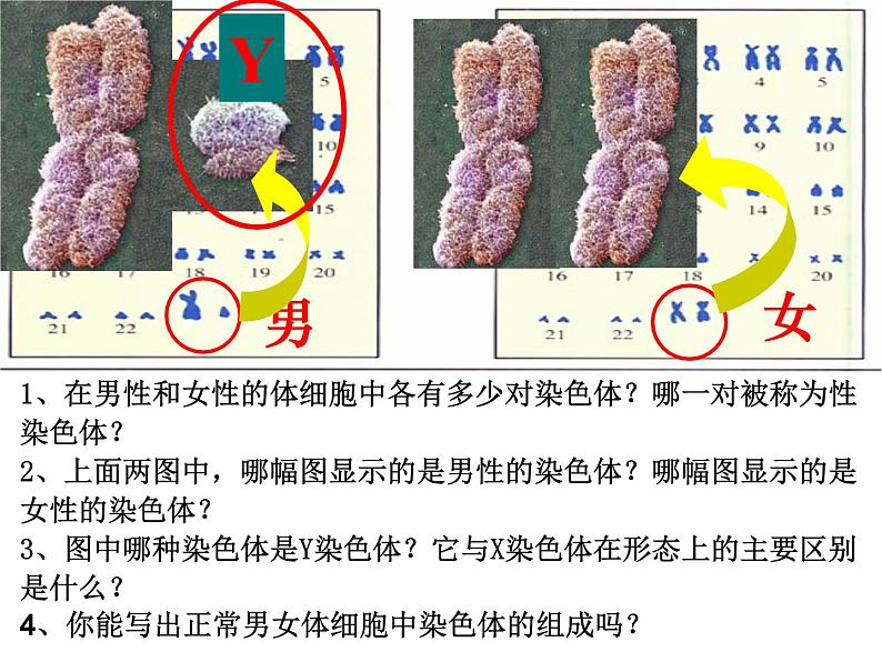 冀教版八下生物 6.2.1遗传 课件第7页