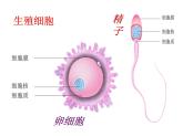 冀教版八下生物 6.1.3人的生殖和胚胎发育 课件