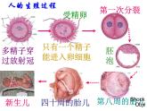 冀教版八下生物 6.1.3人的生殖和胚胎发育 课件