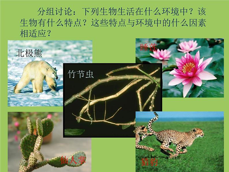 冀教版八下生物 7.1.2生物对环境的适应和影响 课件02