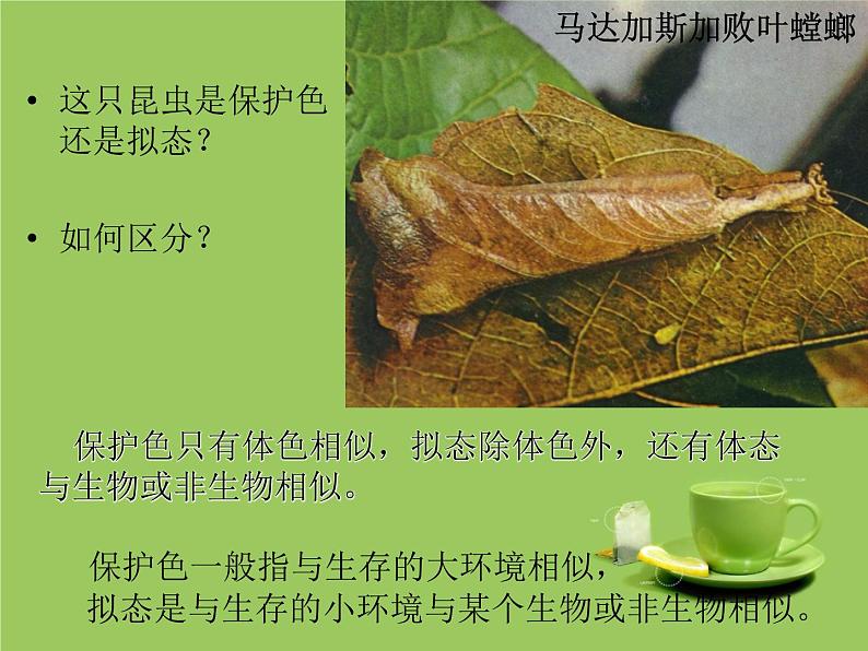 冀教版八下生物 7.1.2生物对环境的适应和影响 课件07