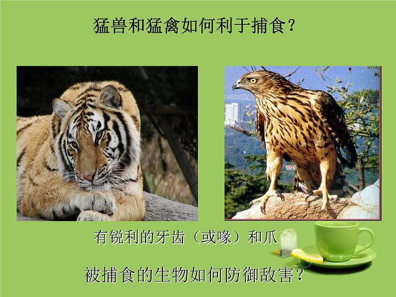 冀教版八下生物 7.1.2生物对环境的适应和影响 课件08