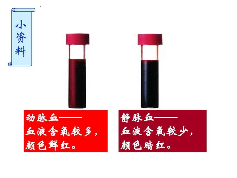 冀教版七下生物 2.3物质运输的路线 课件04