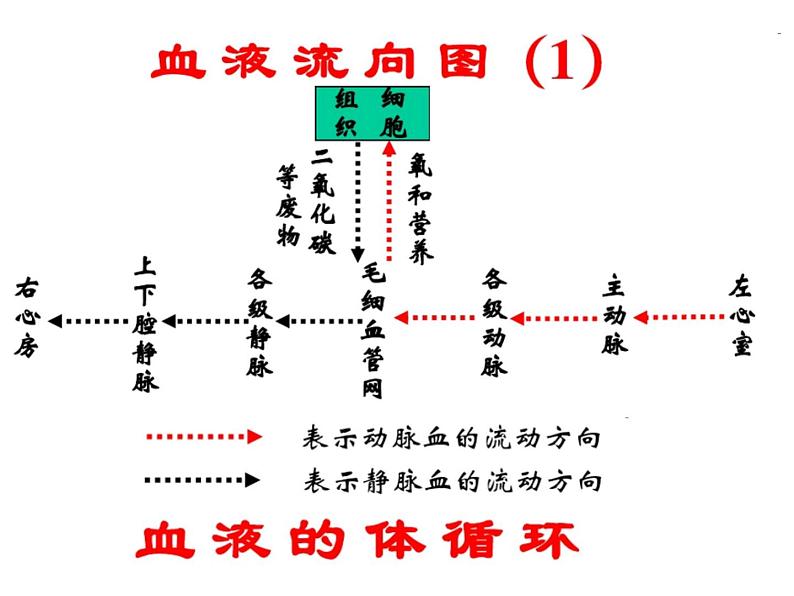 冀教版七下生物 2.3物质运输的路线 课件06