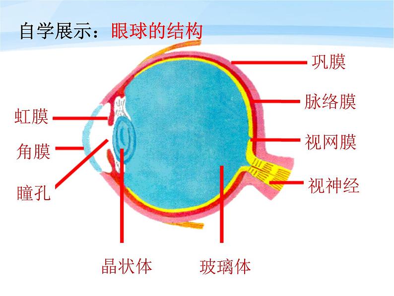 鲁科版（五四制）七下生物  4.6.1 人体对外界环境的感知 课件03