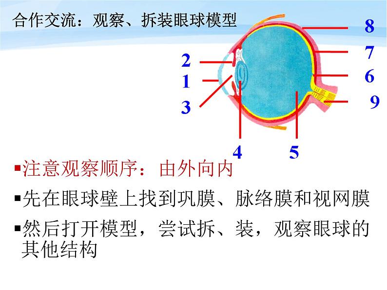 鲁科版（五四制）七下生物  4.6.1 人体对外界环境的感知 课件04