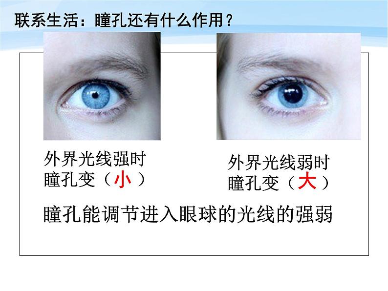 鲁科版（五四制）七下生物  4.6.1 人体对外界环境的感知 课件07