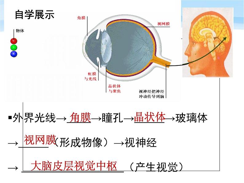 鲁科版（五四制）七下生物  4.6.1 人体对外界环境的感知 课件08