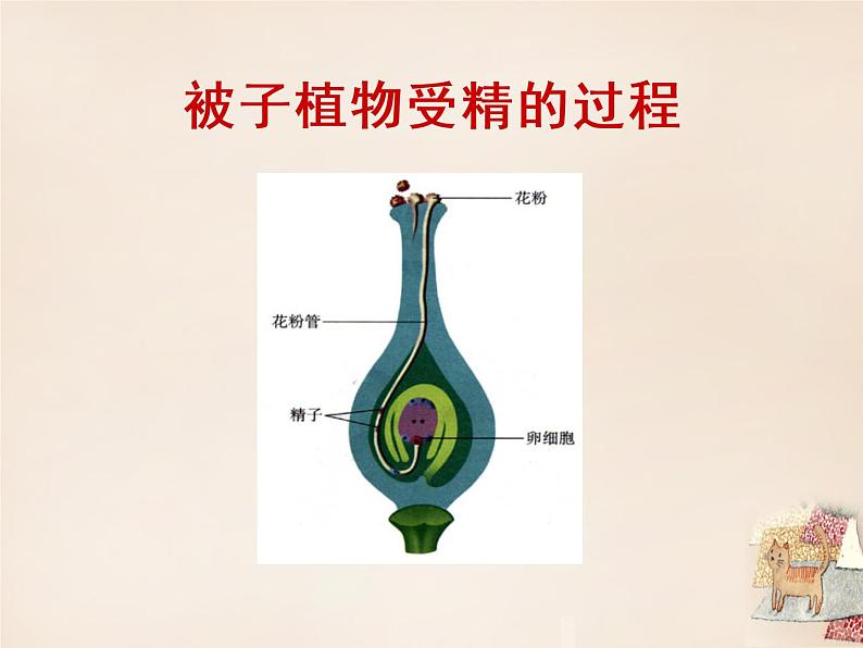 人教版七下生物 1.2人的生殖 课件05