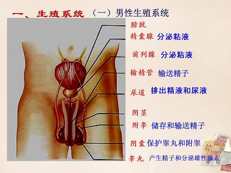 人教版七下生物 1.2人的生殖 课件06