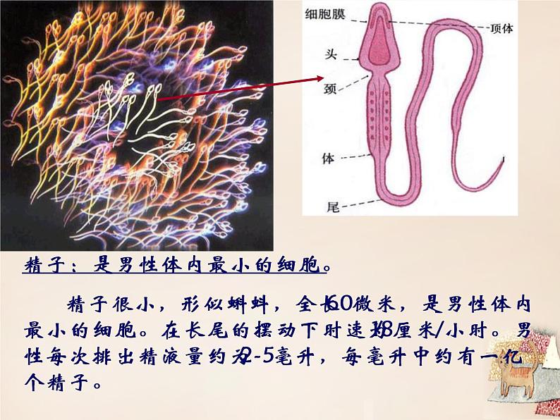 人教版七下生物 1.2人的生殖 课件07