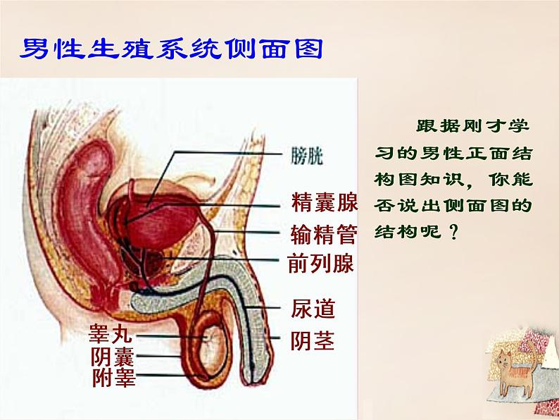 人教版七下生物 1.2人的生殖 课件08