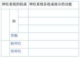 人教版七下生物 6.2神经系统的组成 课件