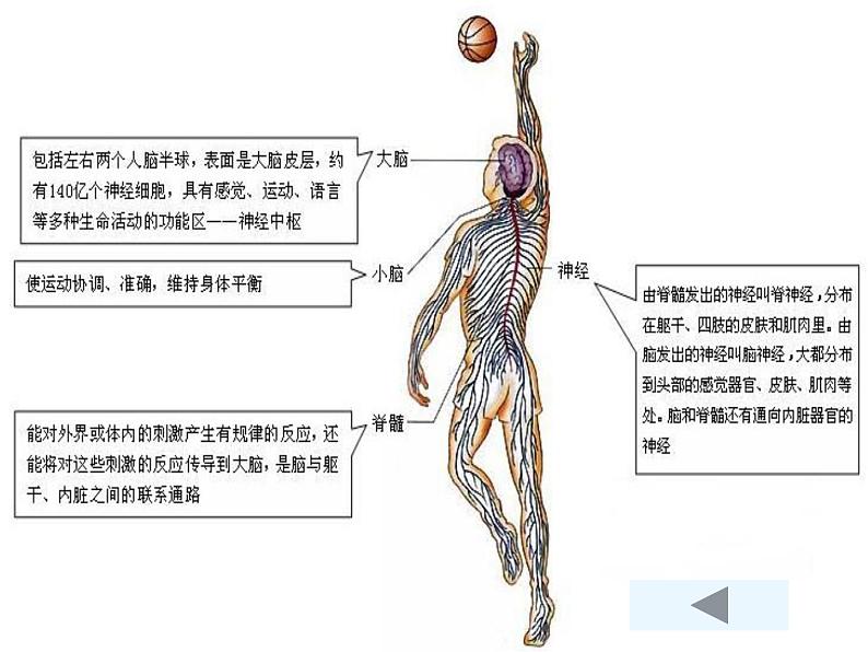 人教版七下生物 6.2神经系统的组成 课件第6页