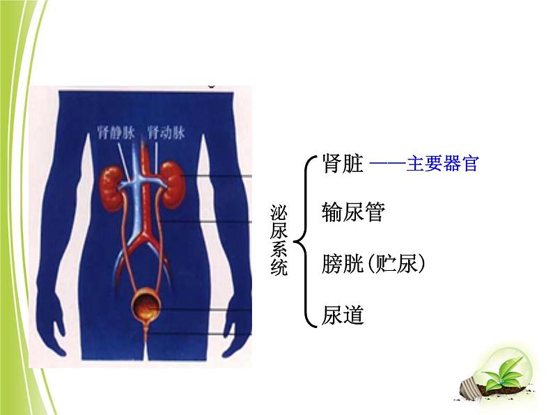 人教版七下生物 5人体内废物的排出  课件05