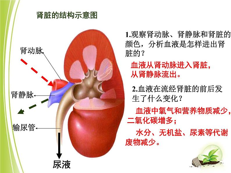 人教版七下生物 5人体内废物的排出  课件06