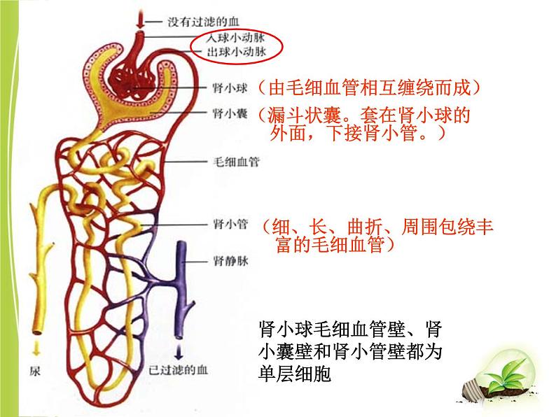 人教版七下生物 5人体内废物的排出  课件08