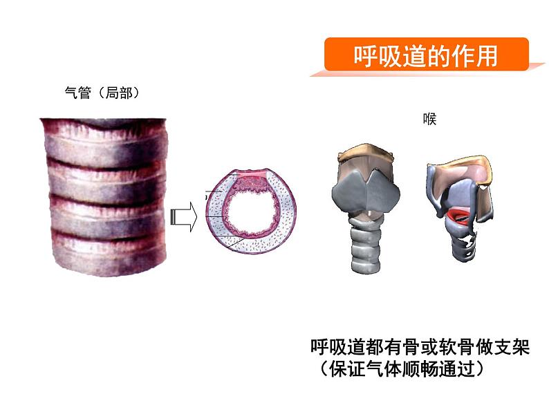 人教版七下生物 3.1呼吸道对空气的处理  课件03
