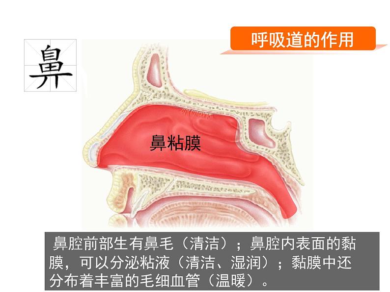 人教版七下生物 3.1呼吸道对空气的处理  课件04