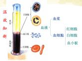 人教版七下生物 4.4输血与血型  课件