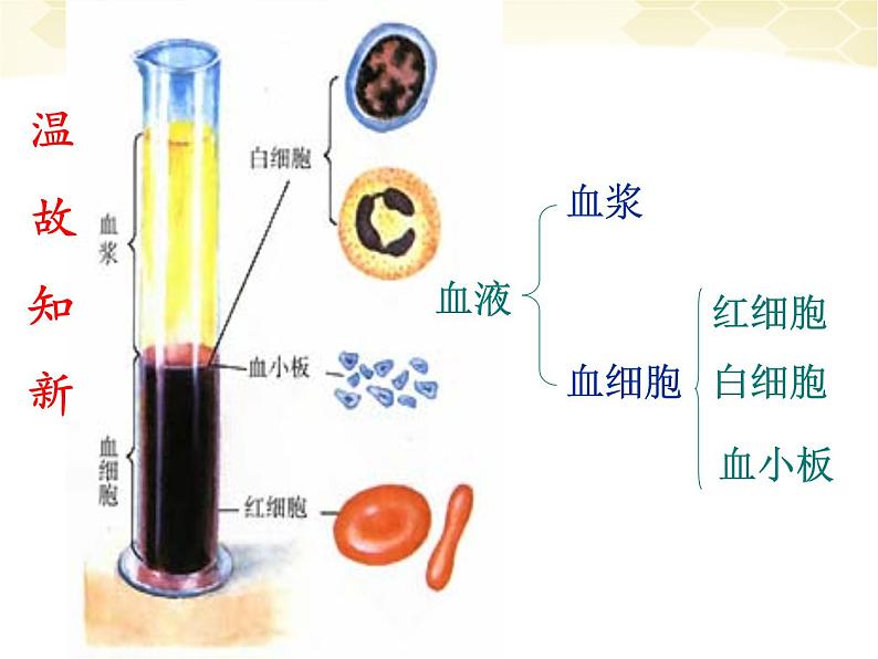 人教版七下生物 4.4输血与血型  课件02