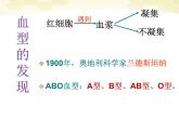 人教版七下生物 4.4输血与血型  课件