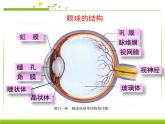 人教版七下生物 6.1人体对外界环境的感知  课件