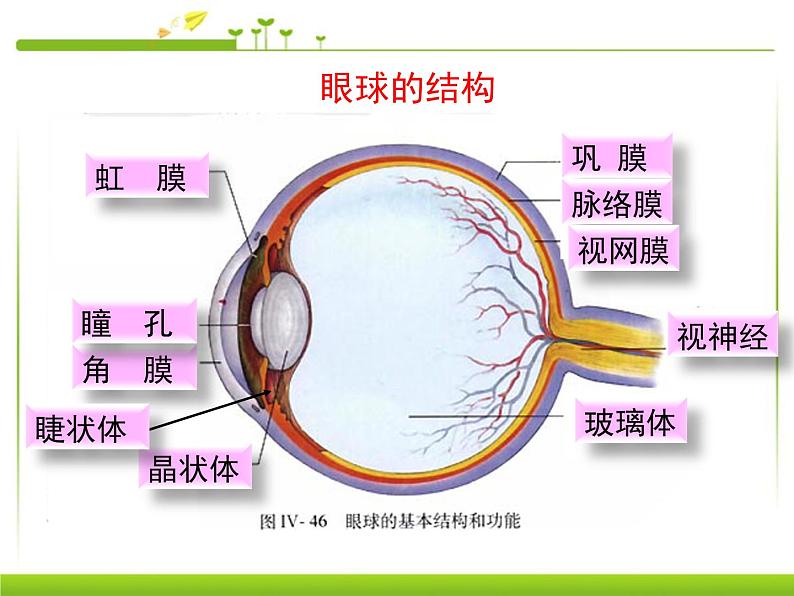 人教版七下生物 6.1人体对外界环境的感知  课件第4页