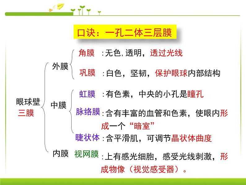 人教版七下生物 6.1人体对外界环境的感知  课件第6页